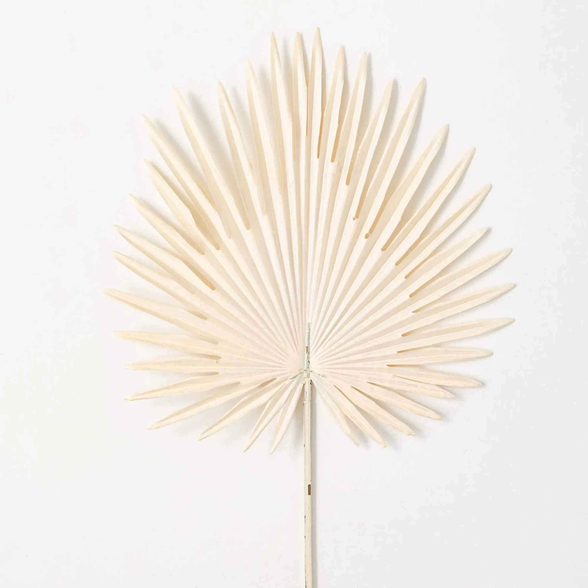 36"H Sullivans Cream Fan Palm Leaf, Cream