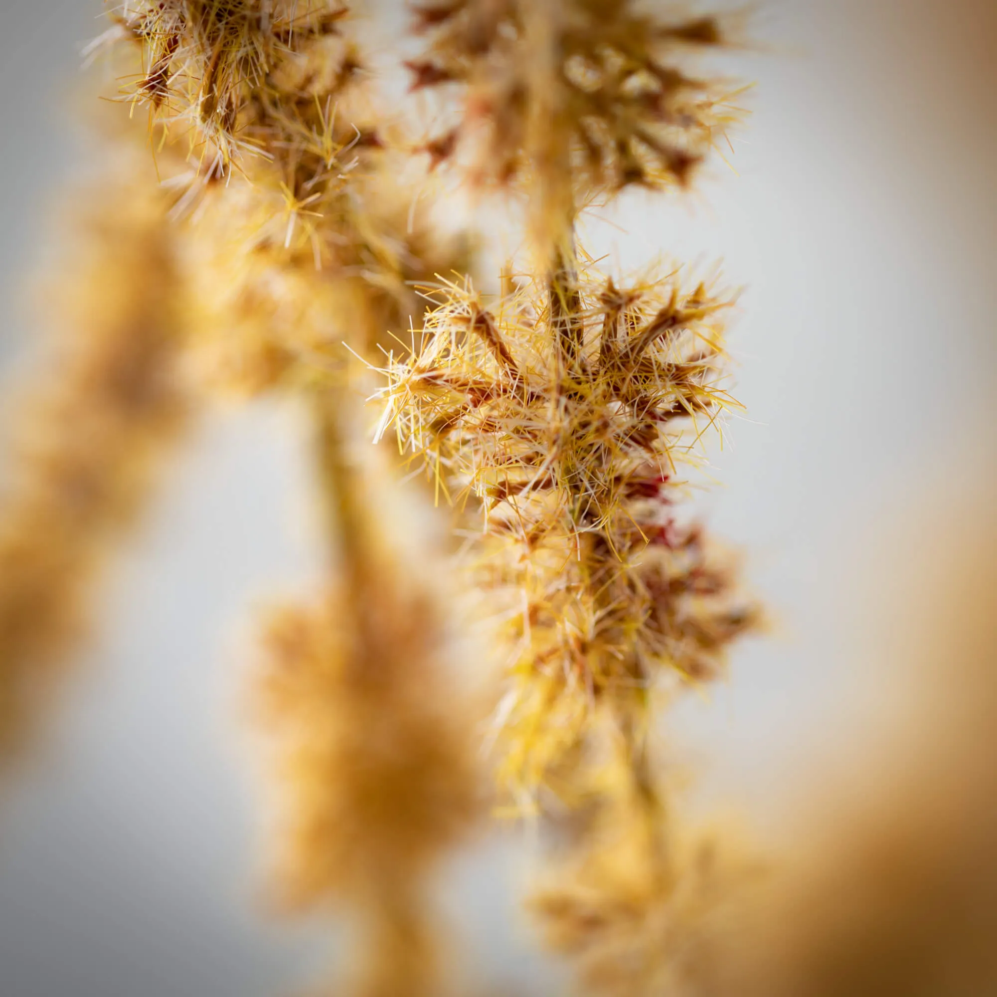 47"H Sullivans Beige Brown Draping Amaranthus, Brown