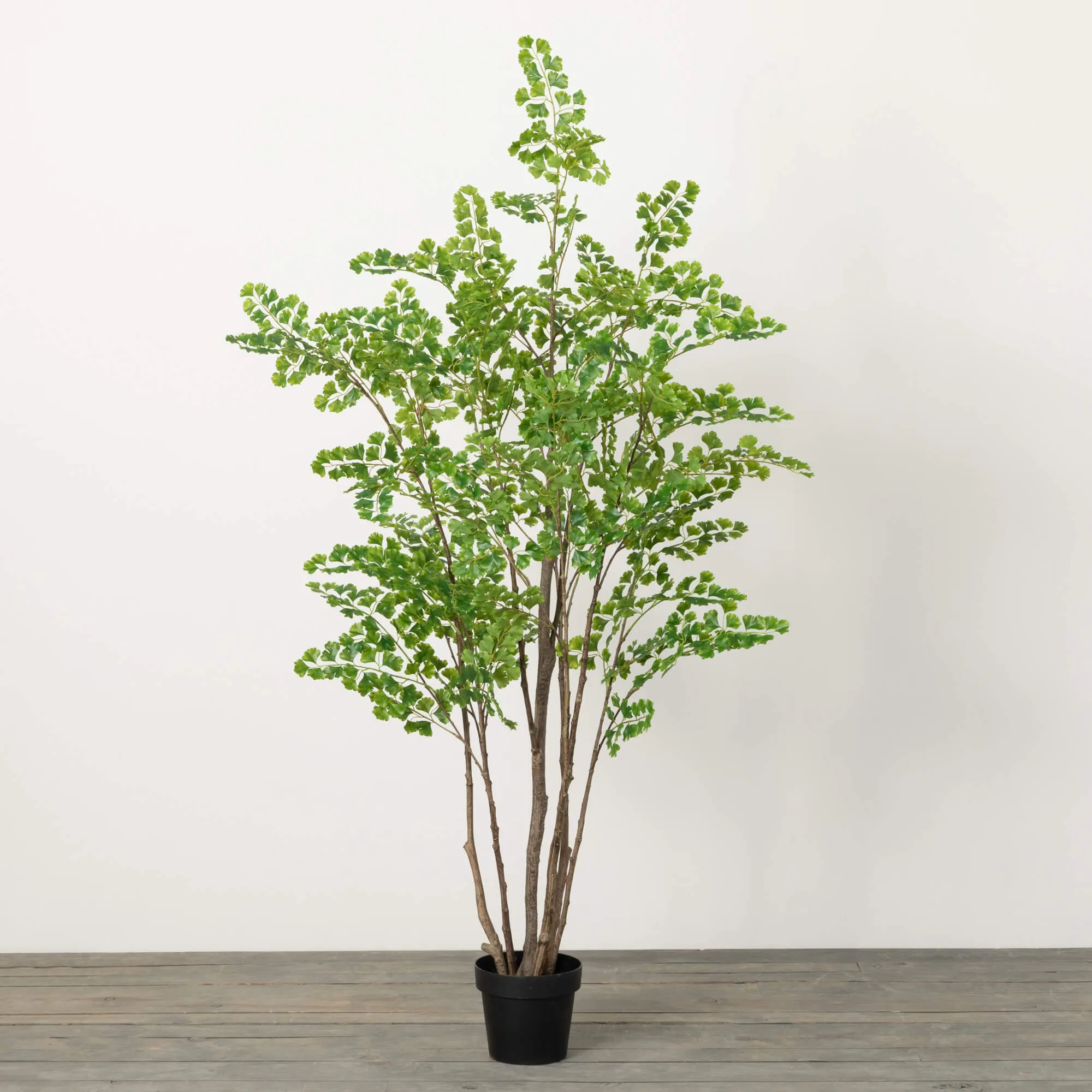 6'1"H Sullivans Towering Lace Fern Tree, Green