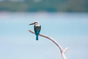 Bird on a branch