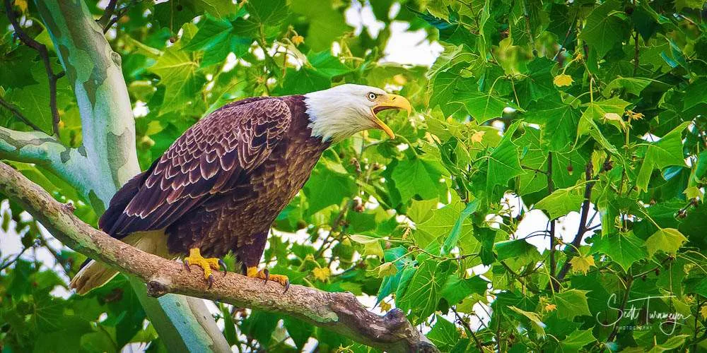 Call of an Eagle Bald Eagle Fine Art Photography Curved Metal Print